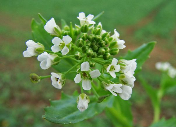 Целебные свойства ярутки полевой Целебные свойства ярутки полевой