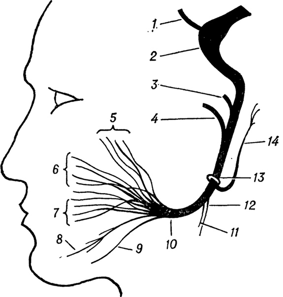Схематическое изображение топографии волокон лицевого нерва: 