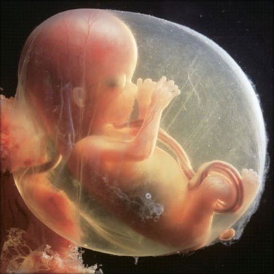Критические периоды развития эмбриона и плода
