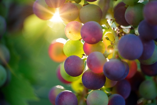  Интересный факт: виноград улучшает мозговую деятельность. 